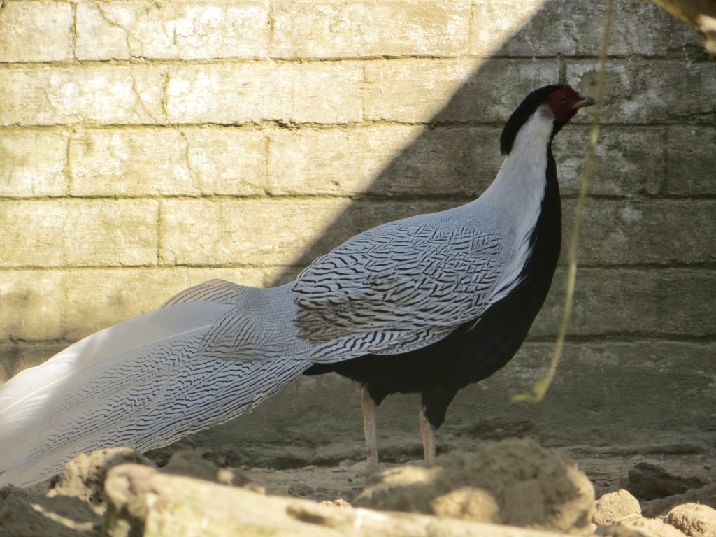 Shimla: apskates vietas&nbsp;[foto]