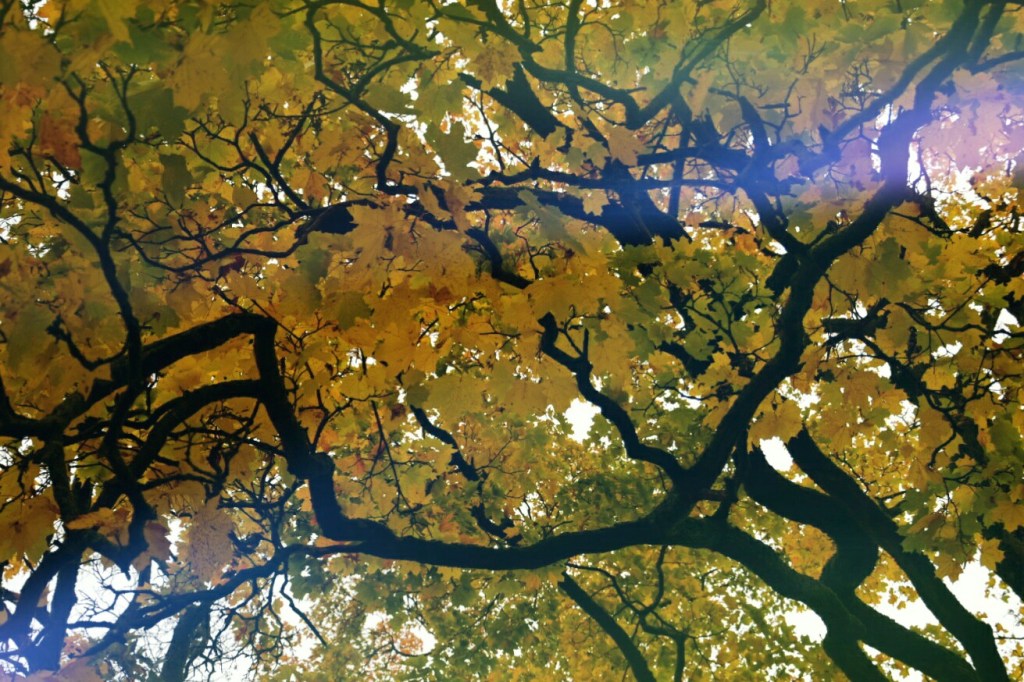 Rudens kā rudens? Nē,&nbsp;citādāks!