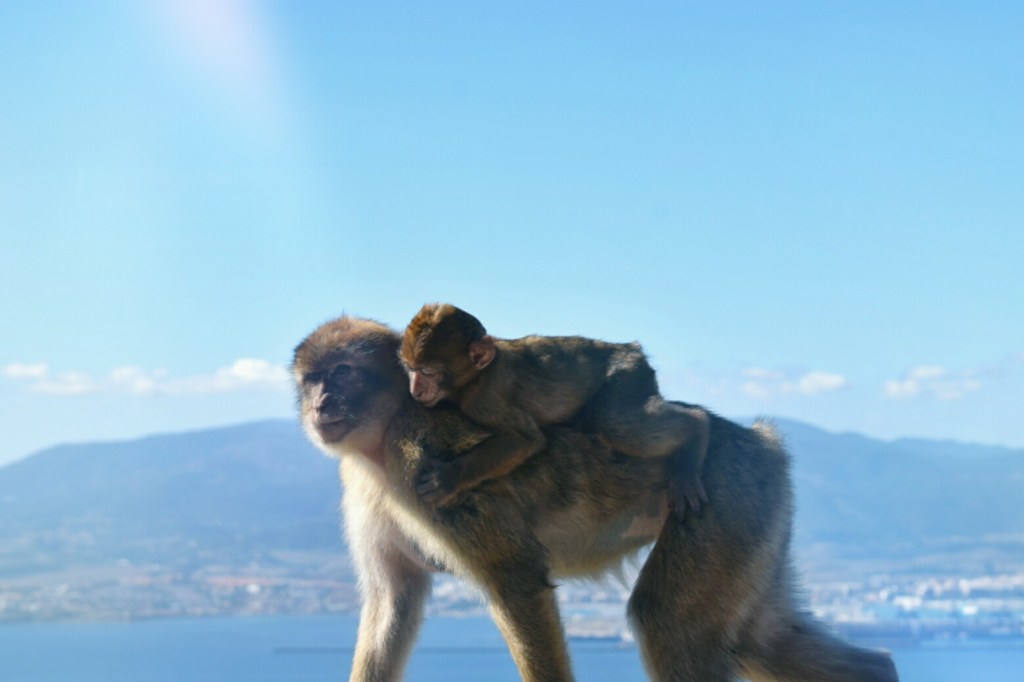 Vejer de la frontera →&nbsp;Ronda