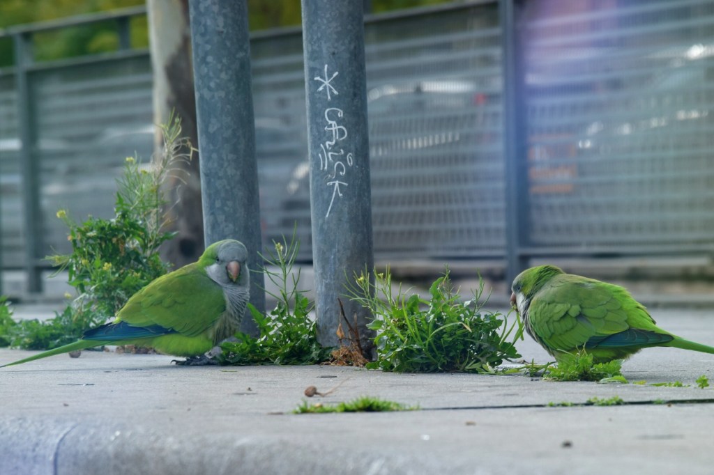 Ko iegūt no Barselonas februārī?&nbsp;[III]