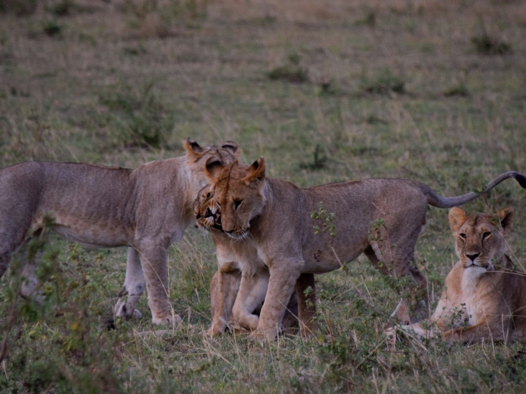 Āfrika – pirmie iespaidi