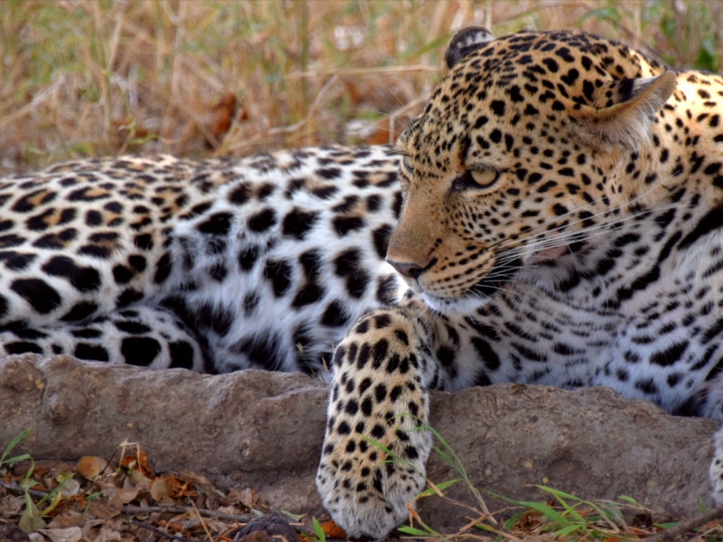 Āfrika – dzīvnieku “medībās”