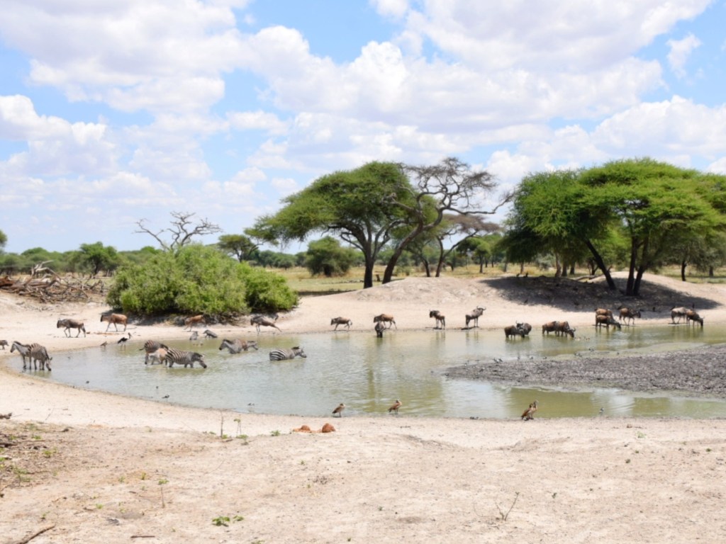 Āfrika – jauns sākums